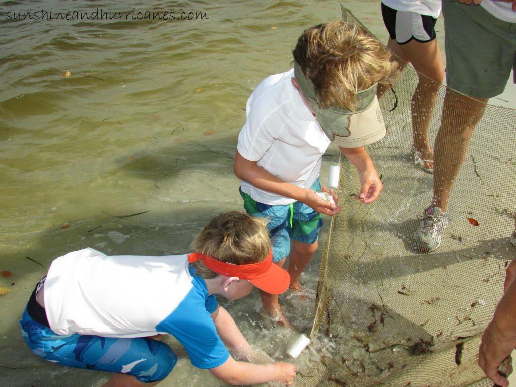 seine net tips