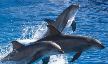 Looking for a unique experience with your kids on a family visit to Florida or even just a fun day trip if you live in Florida? You won't want to miss the 10,000 Islands Dolphin Project in Marco Island, Florida. A fantastic hands on family excursion that will create memories to last a lifetime. Florida Family Travel - 10,000 Islands Dolphin Project