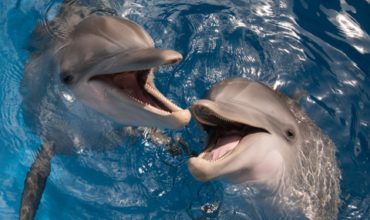 Clearwater Marine Aquarium