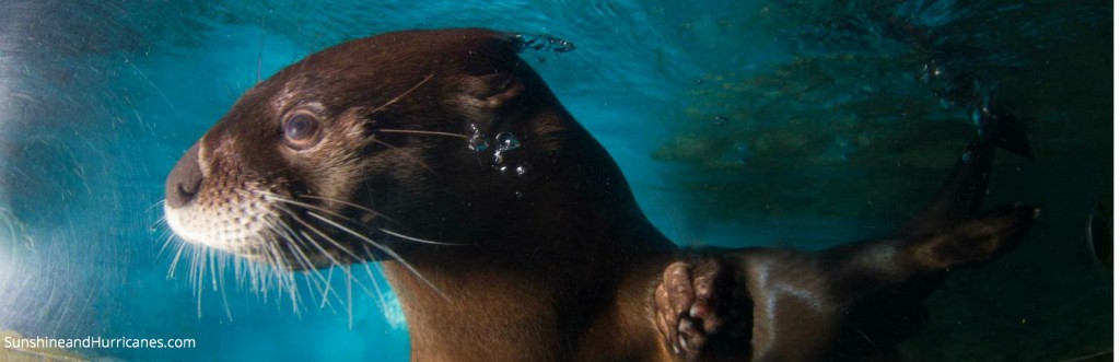 Clearwater Marine Aquarium