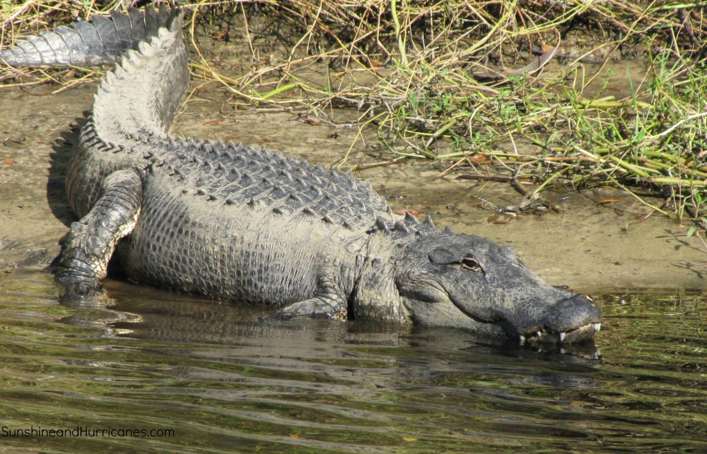 Myakka River State Park