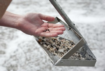 Florida Family Travel Hunting Shark's Teeth