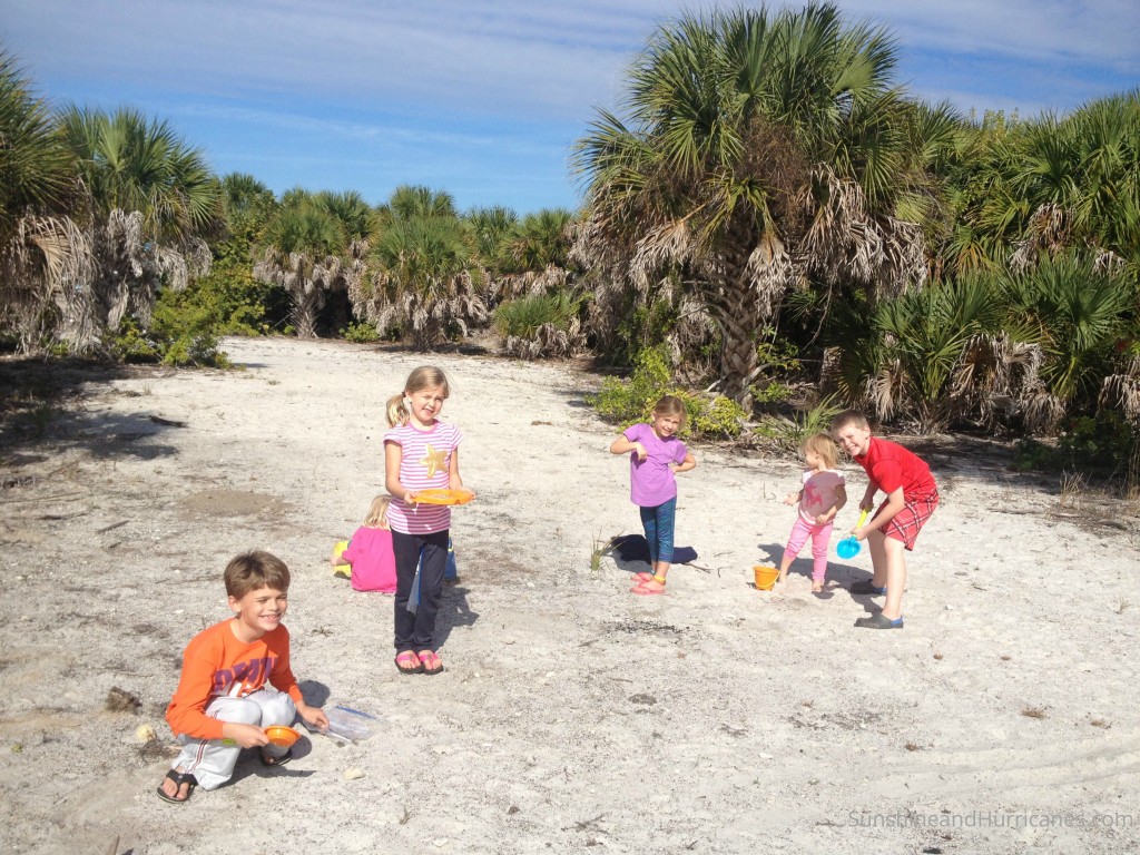 Searching For shark Teeth