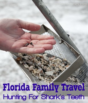 Florida Family Travel Hunting For Shark's Teeth