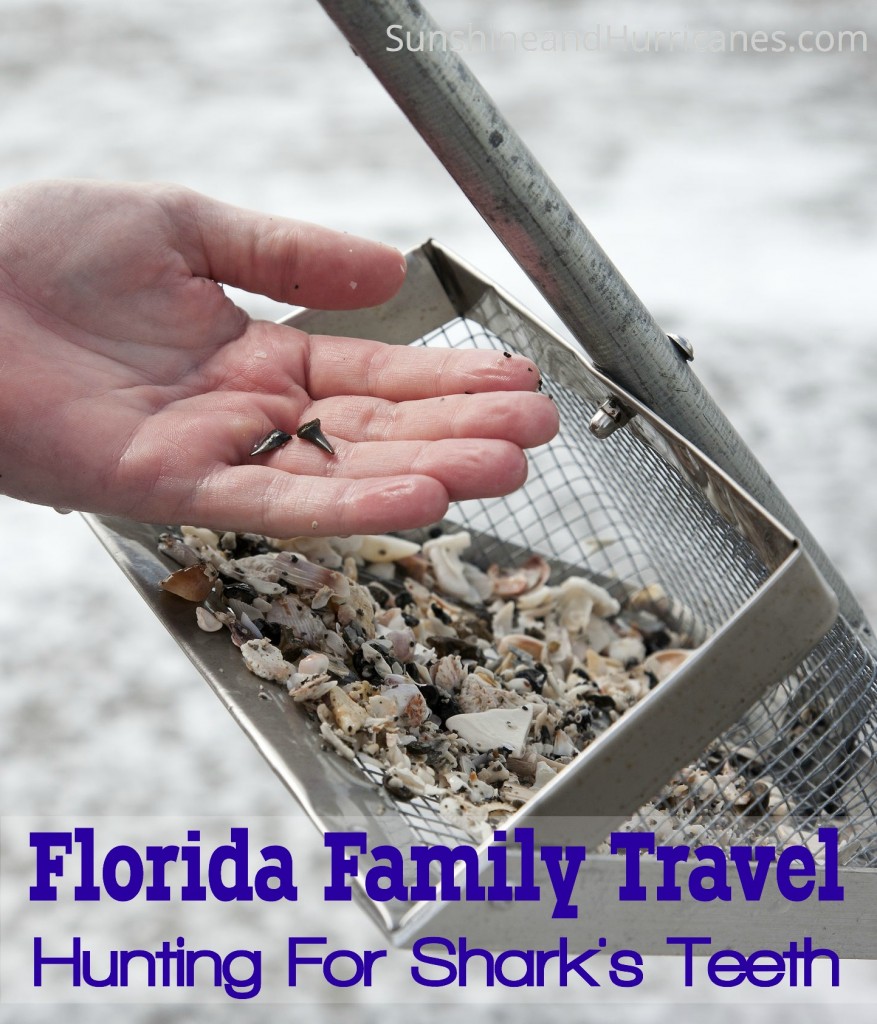 Florida Family Travel Searching For Shark Teeth is full of tips and ideas to give your kids the adventure of a lifetime hunting prehistoric shark teeth.