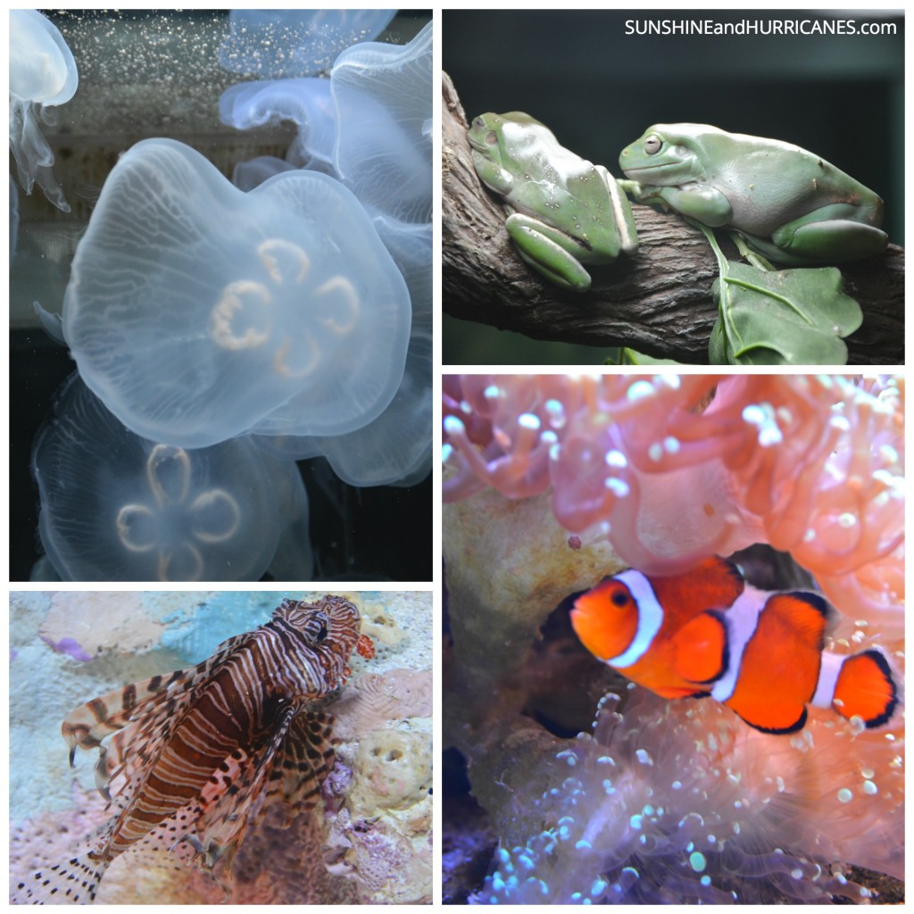 The Mote Marine Aquarium in Sarasota  features all sorts of wondrous sea creatures. Children will love learning while they explore. Florida Family Travel Sarasota. SunshineandHurricanes.com