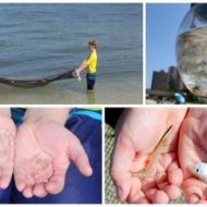 DIY Sea Creature Catching Net