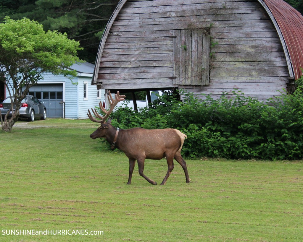 Maggie Valley North Carolina